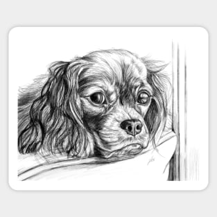 King Charles Spaniel Sticker